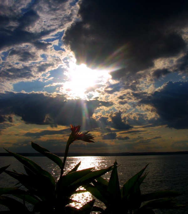 Sunset flower